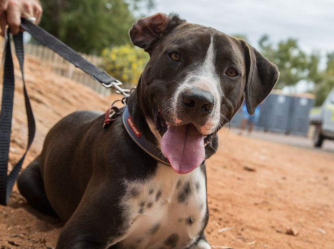 Dogs City of Karratha