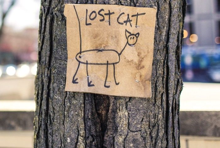 Lost cat sign