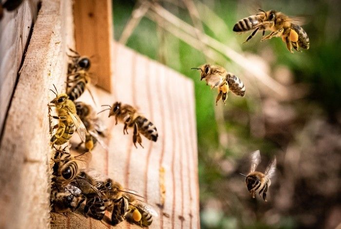 Bee keeping information