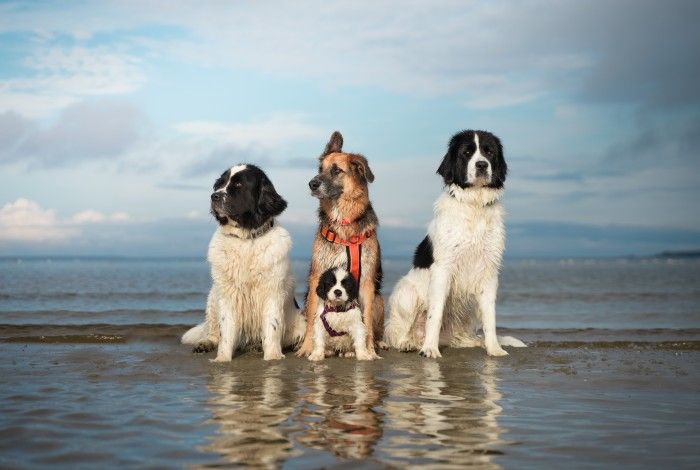 Three large dogs and one small dog outside on a beach, sitting in shallow ocean water
