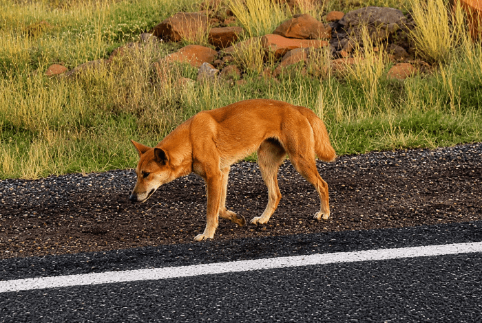 A dingo walking on a road with green grass and red rocks in the background