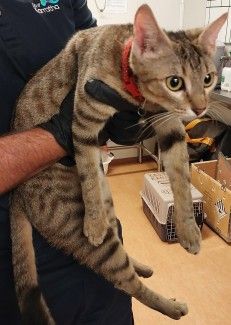 Tabby cat with red collar