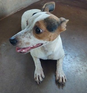 JACK RUSSELL X - MALE
