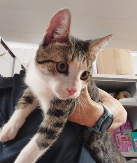 WHITE AND TABBY MALE DSH