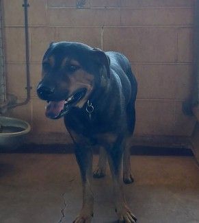 Black and Tan, Male, Staffy X