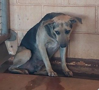 Male, Mixed Breed Dog