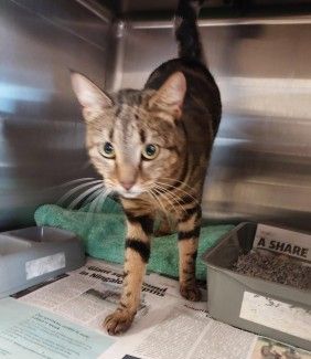 DSH tabby