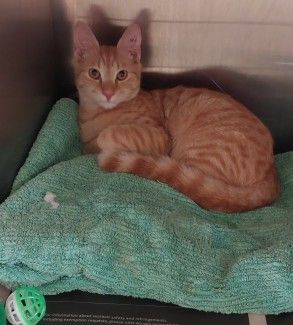 Microchip not registered in national database-Unable to find owner details