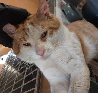 White and Ginger, Male Cat