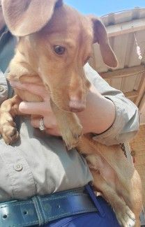 No microchip or identification