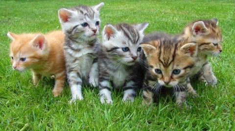 Cat breeding, kittens